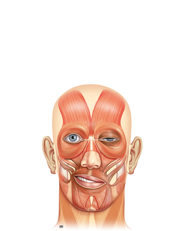 FNT2025_Head Logo Kopf